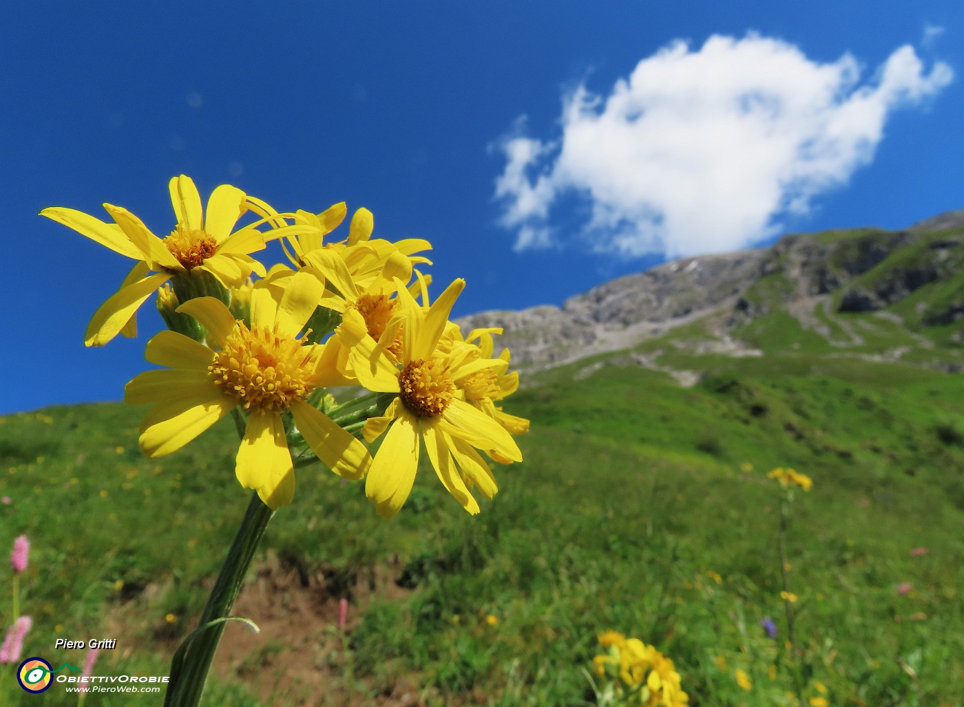 29 Tephroseris longifolia  (Senecione di Gaudin) con vista in Arera.JPG